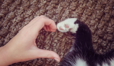 Cat mix song with Kiffness