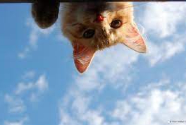 Selfie